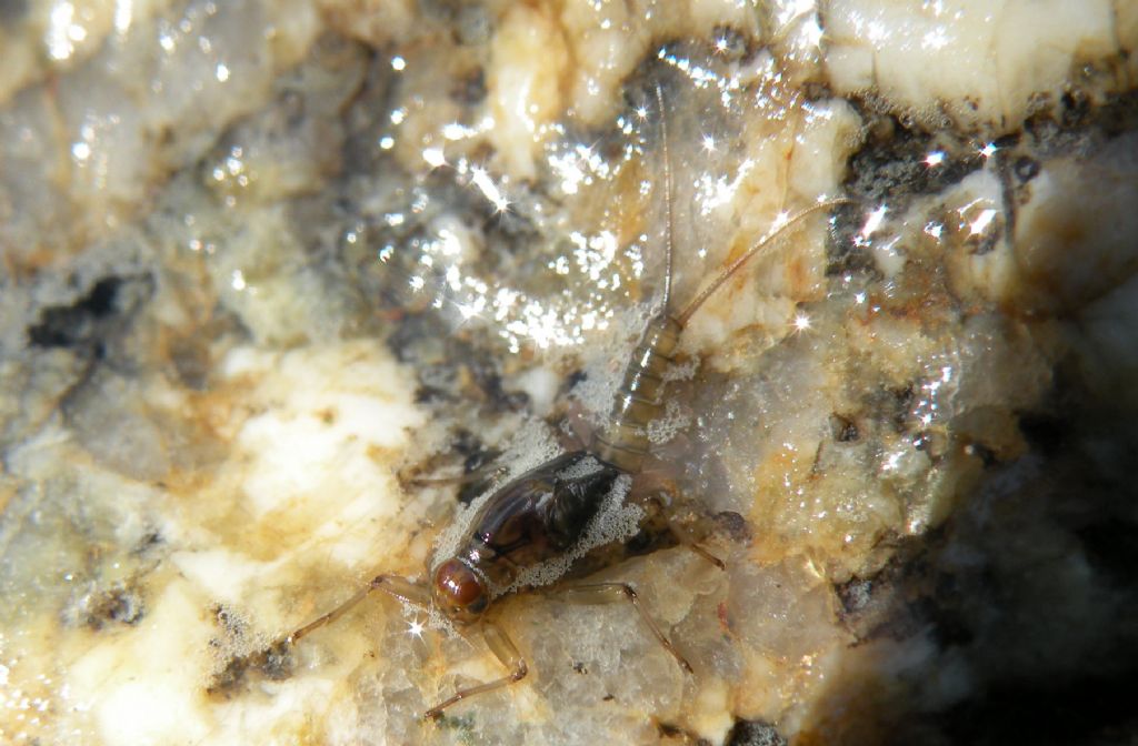 Larva di effimera